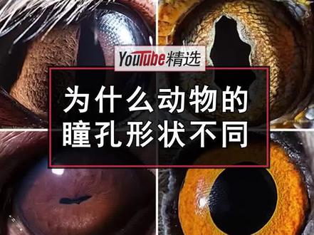 为什么有的动物瞳孔是圆的,有的则是竖直的?原来不论是捕食者,还是食草动物,它们的瞳孔都拥有各自的妙用啊#动物 #涨知识 #趣闻