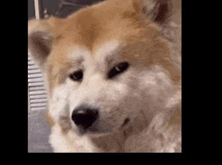 #2023高考作文题 22届的红楼梦选手咬碎了牙...#高考#受伤的只有22届