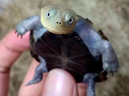 沼泽侧颈龟:蠢萌的眼神,悍匪的内心。 #沼泽侧颈龟 #非洲盔龟