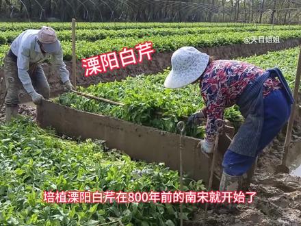 溧阳白芹壅土啦,八百年前就开始培植,二块夹板几根扦子传承之今