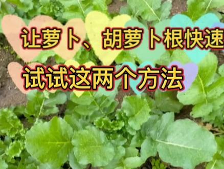 让萝卜和胡萝卜肉质根快速膨大,试试这两个方法,效果不错