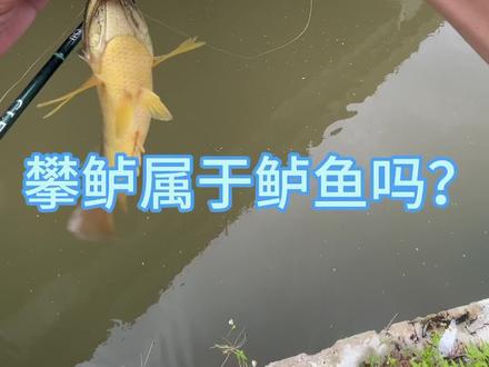 你们认为攀鲈属于鲈鱼吗? #原来钓鱼才是抖音运动顶流 #秋天大家dou来钓大鱼 #路亚 #钓鱼的乐趣只有钓鱼人懂 #2023dou来钓鱼