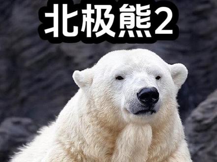 北极熊一顿能吃下200公斤的食物,但生存环境恶化常常令它食不果腹。#北极熊 #世界最大陆生食肉动物 #难得一见 #视觉 #敬畏自然