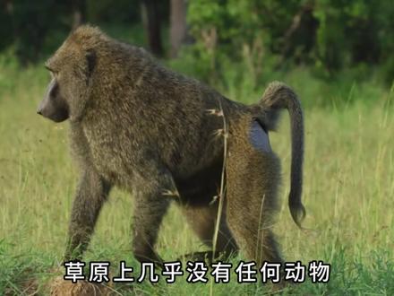 平头哥被狒狒打死。 挑衅狒狒的平头哥,被打的鲜血淋漓,然后挂在树上#动物#动物世界#动物科普