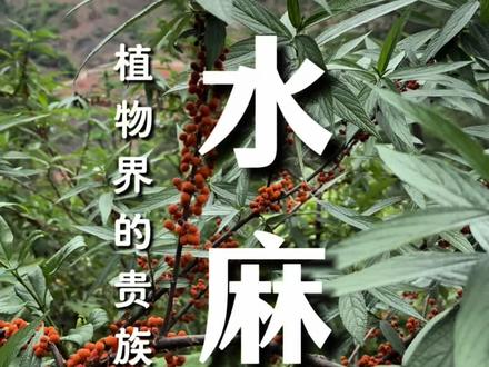 #水麻 #云南山货 #我的乡村生活 水麻被称为植物界的贵族