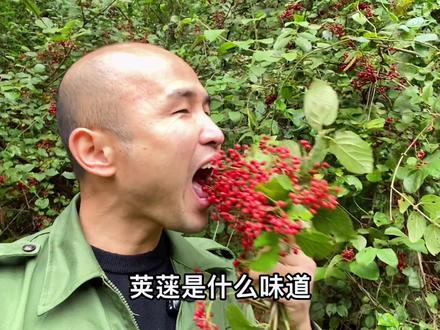 今年的荚蒾格外漂亮,小时候的你吃过了,影响拉噢力给吗?#荚蒾 #农村生活