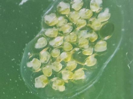 我偶然的的蜗牛孵化过程,历时十几天终于等到了它们变成…#观赏鱼 #水族 #蜗牛