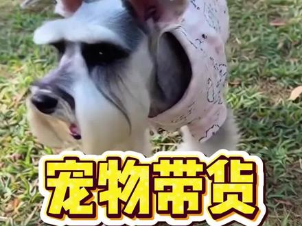 用AI如何做宠物带货视频!?#干货分享 #效率工具 #宠物 #宠物带货 #电商