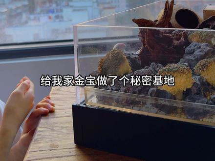 给小鸟建秘密基地! #鹦鹉 #牡丹鹦鹉 #鹦鹉丰容 #金宝