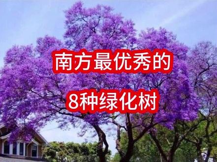南方最优秀的8种绿化树