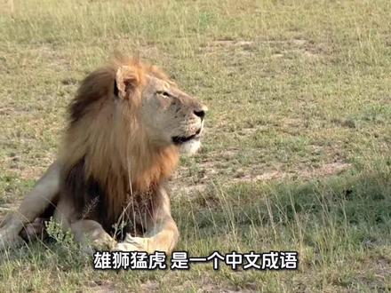 今日观看动物#雄狮猛虎#动物世界