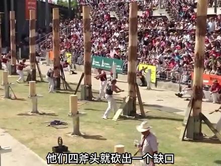 国外最特别的砍树比赛:世界伐木冠军赛,这是个体力活!
