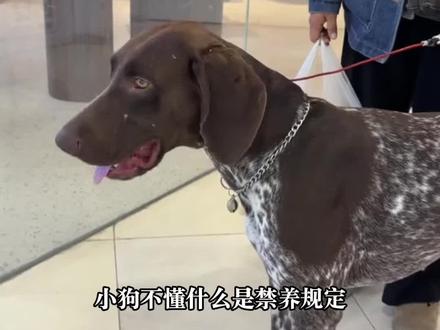 金宝只是不想和妈妈分开 金宝这次可以永远和妈妈在一起了#金宝#刘传奇#感人