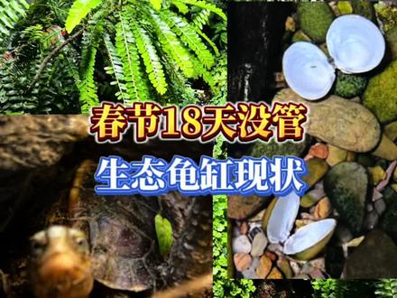 春节18天没管 生态龟缸现状 生态龟缸18天不喂不打理,河蚬因水瘦饿死,山坑螺爆崽证明水质在线,乌龟也苏醒了,广东的龟友你们开始喂龟了吗?
#生态龟缸 #原生溪流缸 #懒人生态缸#室内溪流生态系统 #黄缘