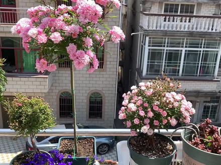 樱坂月季棒棒糖 520限定版 小仙女必备 #月季 #养花 #花园 #园艺 #分享 #嫁接 #月季养护 #我的花园 #露台花园 #我的花花草草