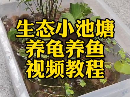 双击视频暂停播放,认真看完,一定要记得收藏,这个视频随时可能消失,创作历时一个月,这可能最后一次开缸。古法生态缸制作全过程,看了这个你还学不会吗?#古法养鱼#古法生态缸#养龟日常#古法养鱼