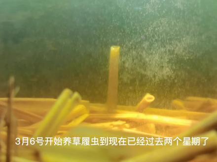 斗鱼苗斑马鱼苗针尖大,喂这个玩意开口简单容易成活率9成以上! #养鱼 #水族 #斗鱼苗 #带鱼苗 #鱼苗开口 #鱼苗吃什么长的快 #草履虫繁殖技术