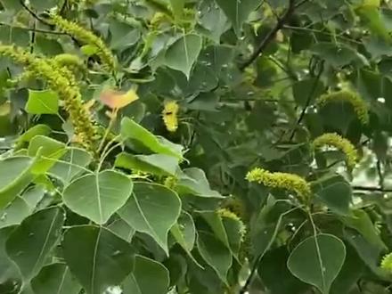 广东地区蜜源植物之一,山乌桕与家乌桕(水乌桕)区别,乌桕蜜的功效作用
