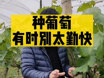 #葡萄 想要防气烧,千万不能太勤快。葡萄地除草可以先停停了#种植小技巧