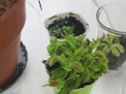 #无穷小亮的科普日常 狸藻#食虫植物 海妖女狸藻