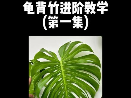 龟背竹(进阶)第1集:如何增加开洞开背数量#龟背竹