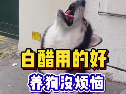 白醋在养狗过程中是使用方法,和作用养狗用白醋。 #科学养狗 #养狗经验分享 #养狗人 #科学养宠攻略 #狗驱虫