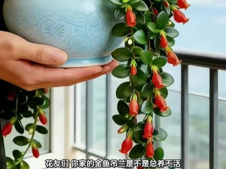 #养花 #金鱼吊兰 #花卉盆栽 #养花小技巧 #金鱼吊兰开花了