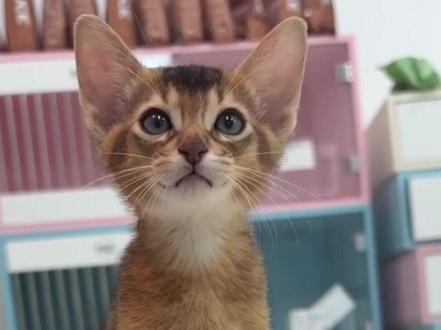 三天以后新成员到家哦 希望能粘人吧#猫 #阿比西尼亚猫