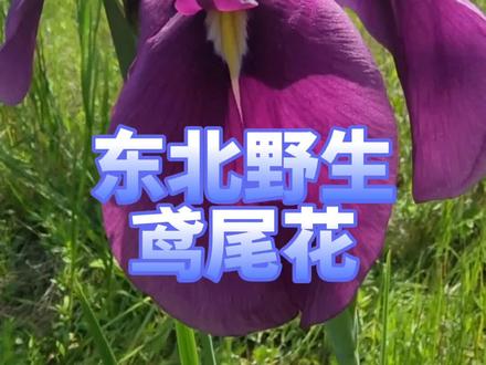 鸢尾花是很漂亮的,在东北山坡和湿地可以见到紫苞鸢尾、马蔺、燕子花、溪荪、玉蝉花五种野生鸢尾。#植物 #东北野花
