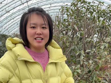 八月桂从现在开始到清明之前都可以修剪,四季桂在五一之前完成修剪。桂花现在都可以搬到室外了,一定不要缺水,别让桂花干了。有问题评论区讨论#龙口宜家花卉#桂花