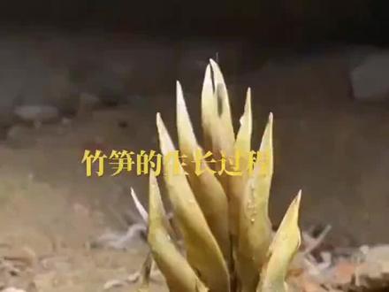 美术特色课绘画作品《雨后春笋》