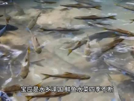 中国有一种菜叫“宝应黑桃乌”#宝应#地理标志#农作物