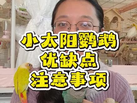 小太阳鹦鹉适合新手养吗?优缺点&注意事项 #养鸟 #鹦鹉 #小太阳鹦鹉 #鹦鹉日常 #养鸟经验分享