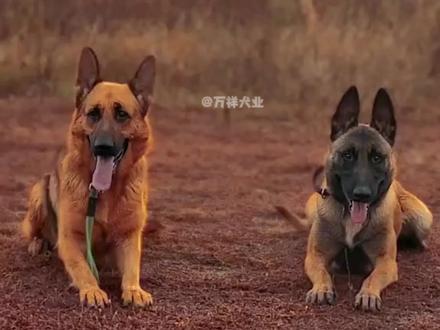 马犬和德牧 同为警界的佼佼者,新手养哪个更好?看完你们会选择谁!#马犬 #德牧 #警犬 #萌宠出道计划 #狗狗