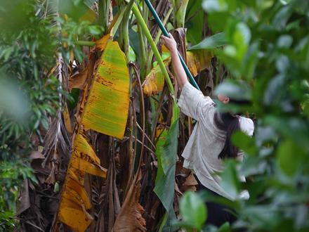 山野之味:镌刻在血脉里的风物诗 蕉林叠翠,绿意泼天。我执镰轻探,刀锋过处,蕉叶如碧绸垂落,断面沁出草木清汁。竹篮渐满,携一片山野灵气归家。
灶台生火,看蕉叶在沸水中舒展腰肢,由翡翠色化作琥珀青,过冰水后更显柔韧。瓦钵里,花生与乌润的黑芝麻正演绎香气的交响,碾碎时噼啪轻响,芝麻的墨色渐渐渗入花生金黄的内里,再与细腻白糖融作一片星夜覆雪般的馅料。
糯米粉遇滚烫红糖水霎时化作流霞,揉捏间竟有绸缎质感。包馅时,蕉叶托起这沉甸甸的温柔,裹成三寸见方的春意。蒸笼白雾氤氲间,蕉叶将山野精气尽数渡给糍粑。
揭盖刹那,清香破雾——糯米的软糯缠绵着坚果的酥香,蕉叶的清新平衡着甜意。儿子等不及吹凉,咬出月牙缺口,露出深色馅心中点点乌金闪烁的模样,竟比朝霞更诱人。这口齿间的山野之味,便是镌刻在广西人血脉里的风物诗#青年创作者成长计划 #新农人计划2025 #抖音新农人