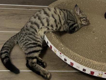 希望能帮到在座的各位
#狸花猫 #瘫痪猫 #哈基米