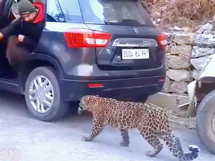 花豹妈妈向人类求助,救救它的孩子,救援小哥暖心救援#动物世界 #神奇动物在抖音 #野生动物零距离 #动物救助 #花豹@DOU+上热门