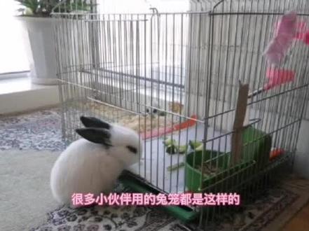 兔子喷尿到笼子外面怎么解决?