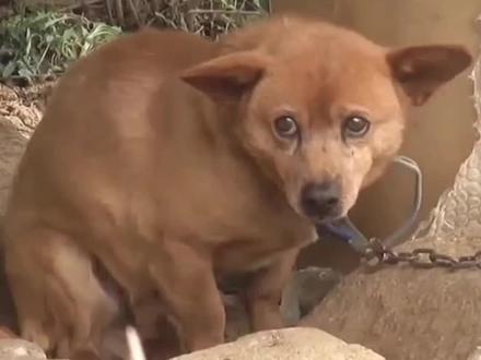 小狗为何如此害怕主人,究竟发生了什么 #狗狗 #动物救助 #动物的迷惑行为 #善待动物 #宠物