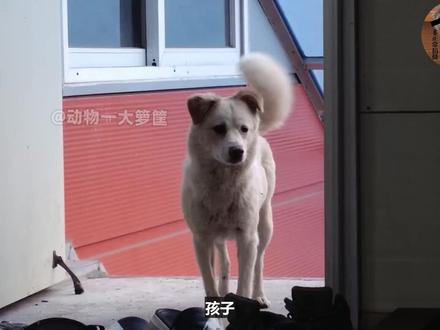 受伤的流浪狗妈为了让幼崽活下来,将幼崽托付给人类,母爱伟大!