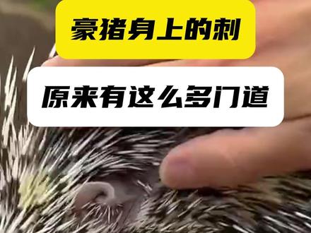 豪猪的刺,是如何“射”向敌人的? 豪猪的刺,大有学问!#科普 #百科 #动物