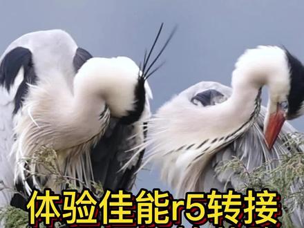 和百色的几个影友去贵阳市开阳县拍苍鹭,体验R5相机转接Ef600f4定焦镜头拍摄#佳能R5#野生鸟类摄影