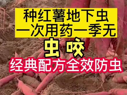 种红薯地下虫,防治经典配方#红薯种植 #红薯地下害虫 #地瓜