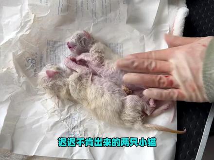 今年猫舍的第二窝出生的小布偶,又遇到了难产 。#布偶猫繁育人 #vlog萌宠日常 #生小猫了 #记录宠物的日常生活