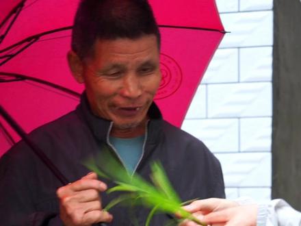 所以到底哪个是稻子?#稻子和稗子的区别 #抖音新农人