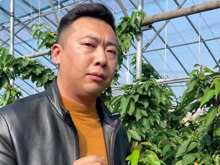 樱桃总裂口原因+防治一次说清楚#樱桃种植#樱桃管理#三农