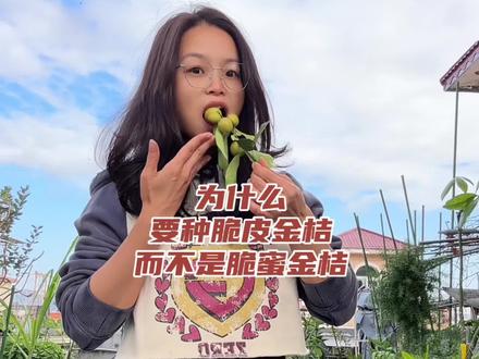 为什么要种脆皮金桔而不是脆蜜金桔? #家庭种植 #果树盆栽 #家庭养花达人 #脆皮金桔 #果树盆景