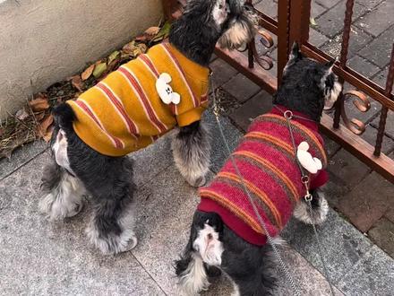 雪纳瑞犬种标准放这里,自己拿! 我看看谁还选不到纯种的?#雪纳瑞#迷你雪纳瑞#新手养狗