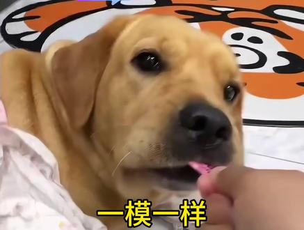 真是谁带大的随谁啊 #张啵啵 #啵啵不是老抽 #啵啵黑糖奶茶