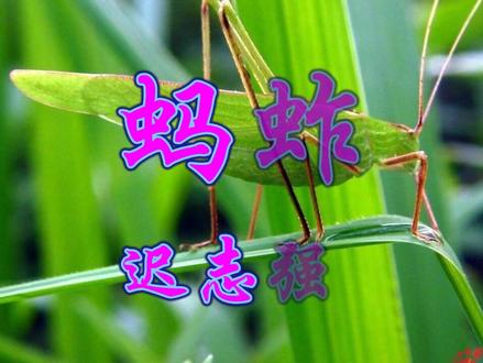 教育孩子永远是一个不老的话题,迟志强演唱《蚂蚱》经典好听